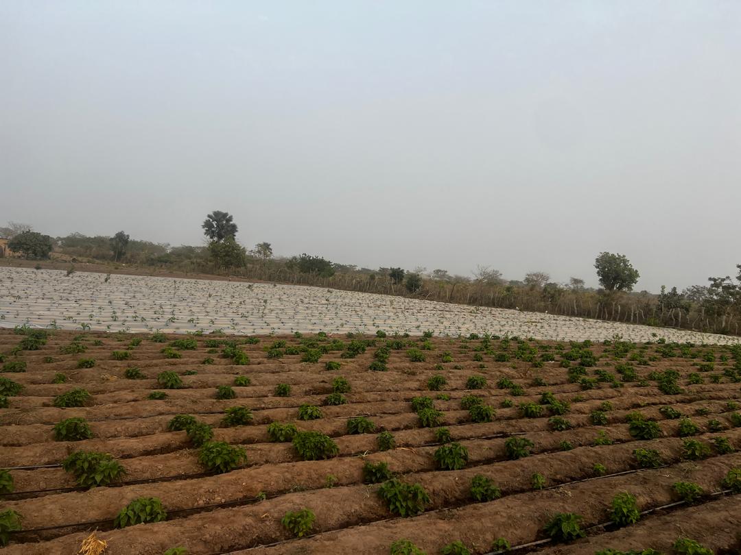 ASM Farm