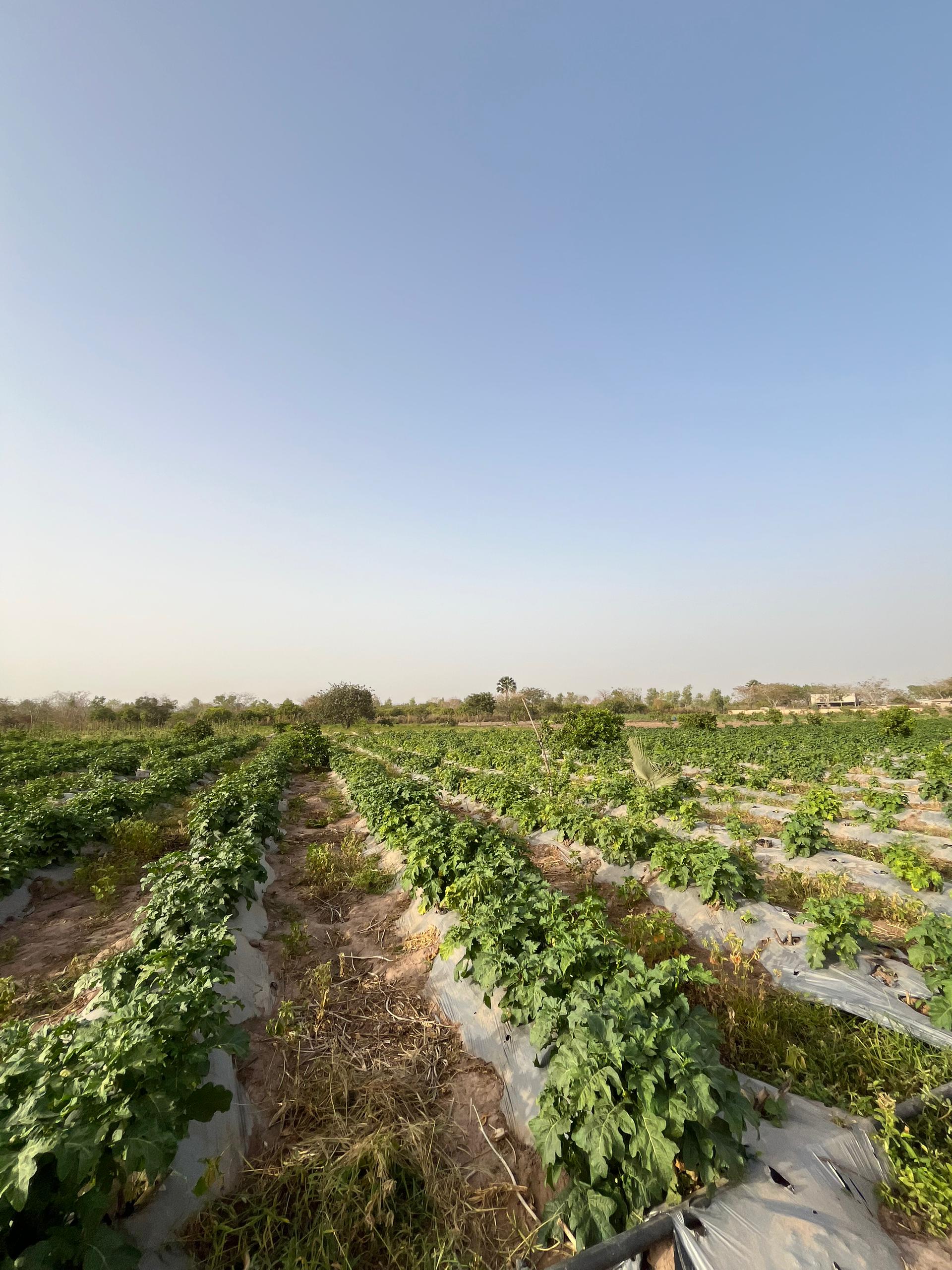 ASM Farm Gambia