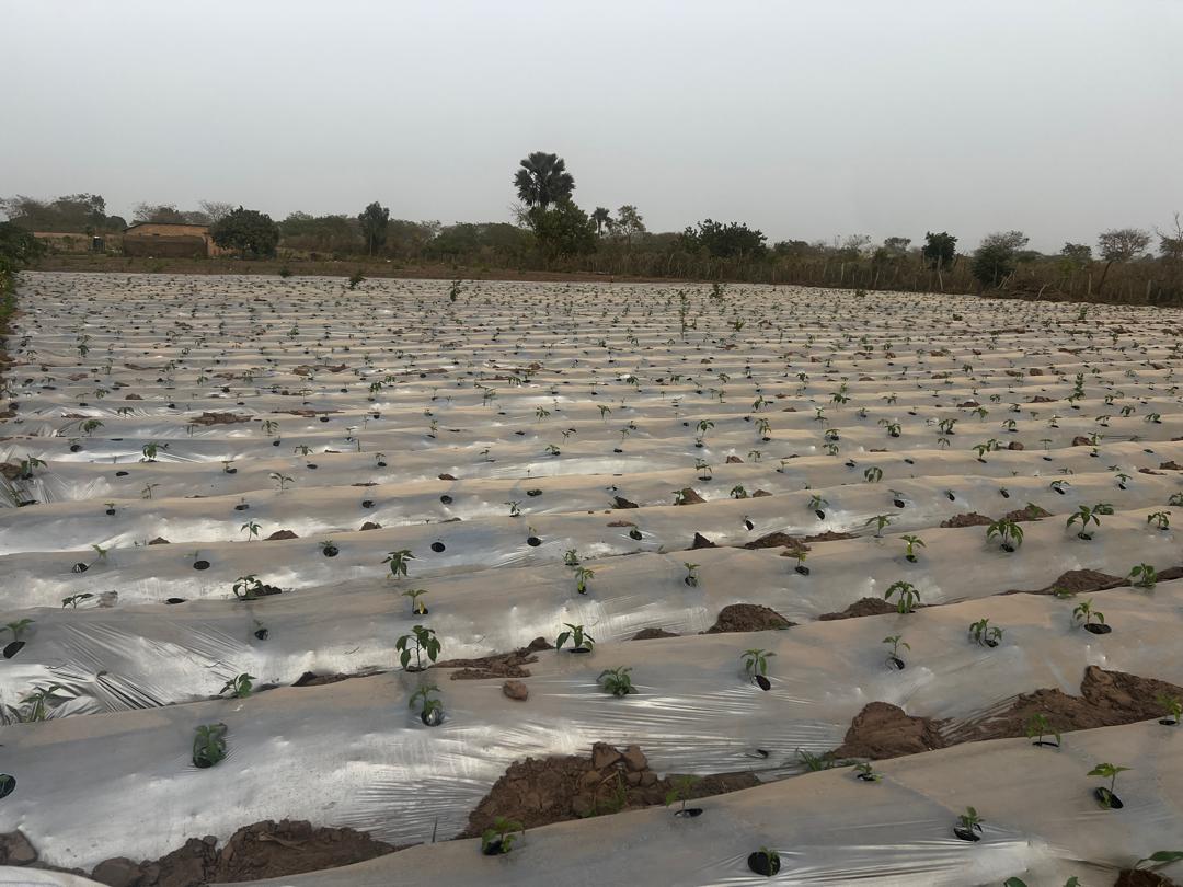 ASM Farm